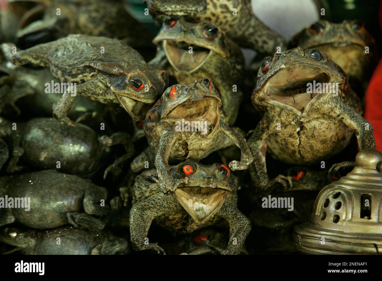 Dissected frogs are seen in Lima, Monday, Dec. 29, 2008. The frogs are used by shamans in