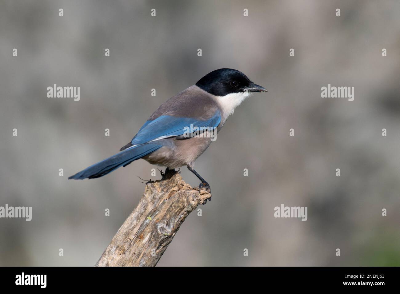 Iberian or Azure-Winged Magpie (Cyanopica cyanus) in the Algarve, Portugal. Stock Photo