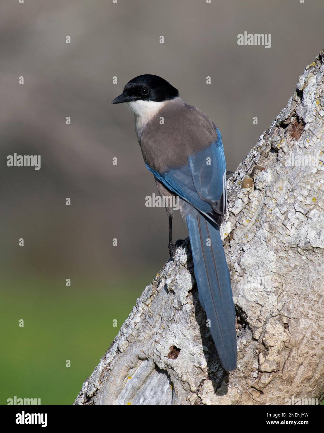 Iberian or Azure-Winged Magpie (Cyanopica cyanus) in the Algarve, Portugal. Stock Photo