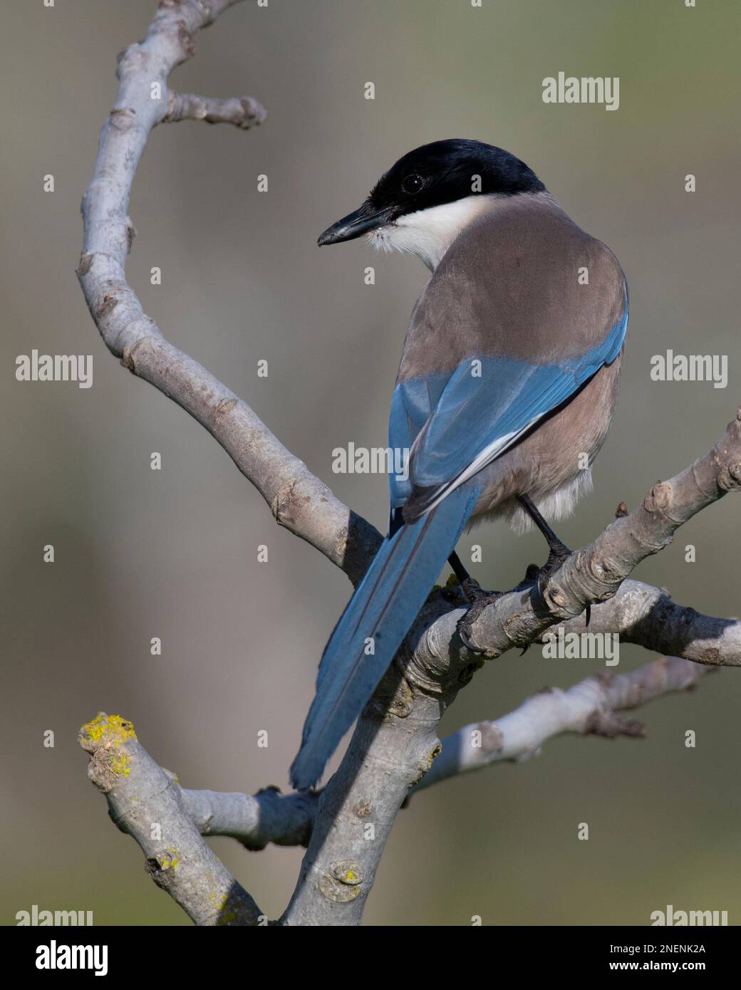 Iberian or Azure-Winged Magpie (Cyanopica cyanus) in the Algarve, Portugal. Stock Photo