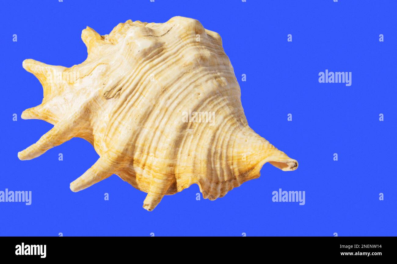 The shell of the sea mollusk Lambis Truncata on a blue background.Strap for a postcard from vacation at sea. Isolate on a blue background. Stock Photo