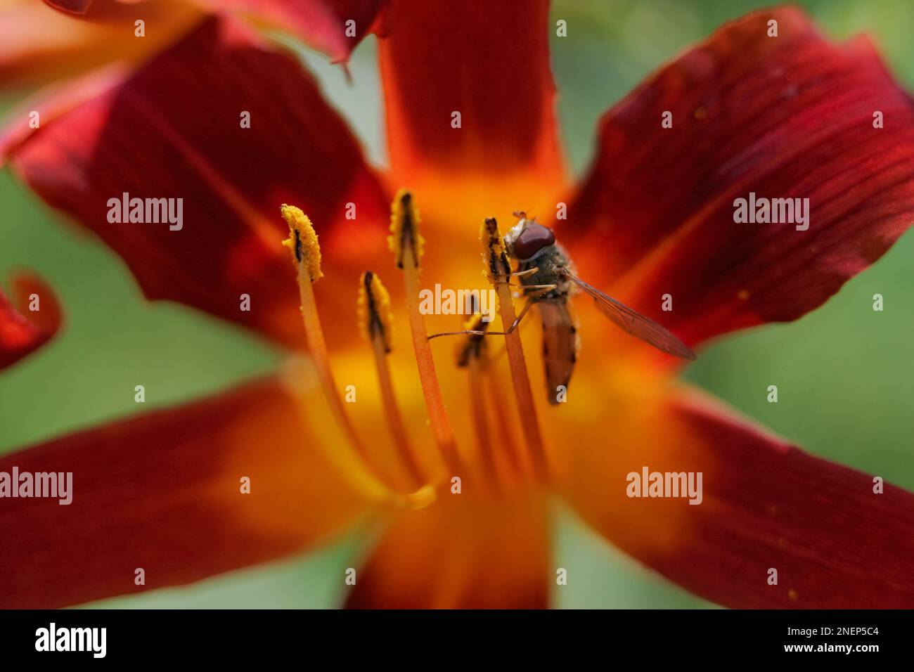Lily pollination hi-res stock photography and images - Alamy