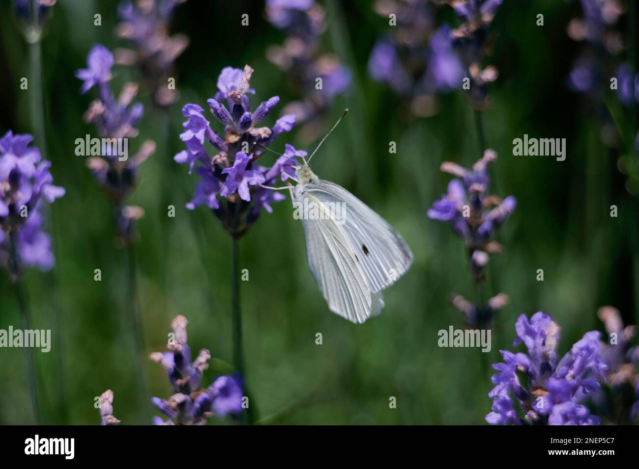 Insects flower flowers plant hi-res stock photography and images - Alamy