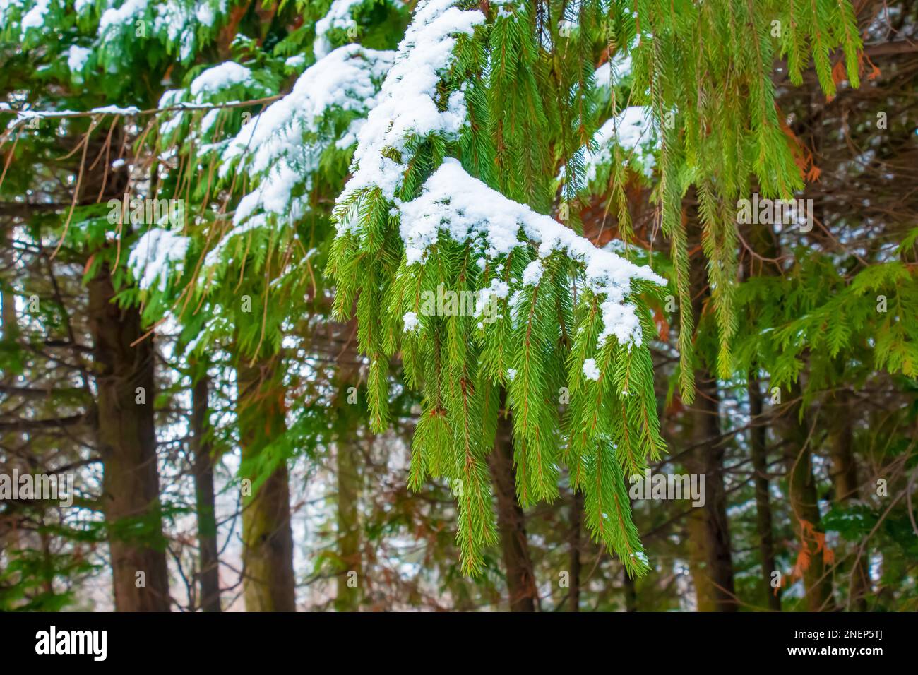 Light snow on Picea abies foliage in winter. Stock Photo