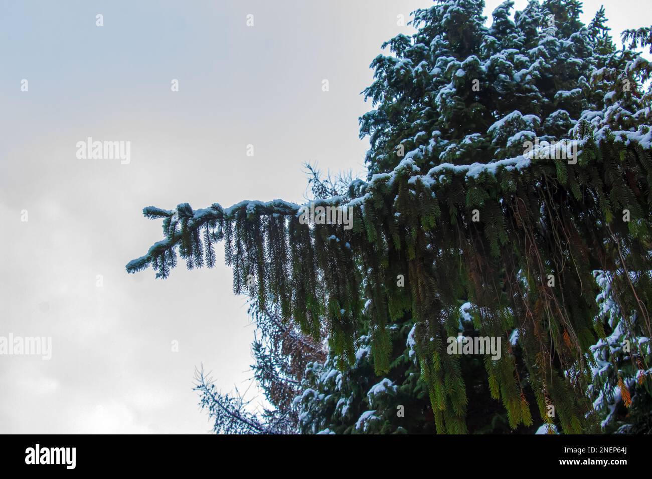 Light snow on Picea abies foliage in winter. Stock Photo