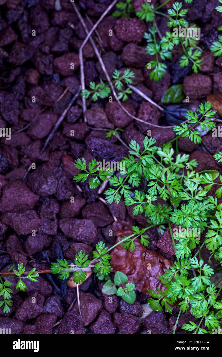 Parsley growing in garden. Young parsley bush growing in the garden