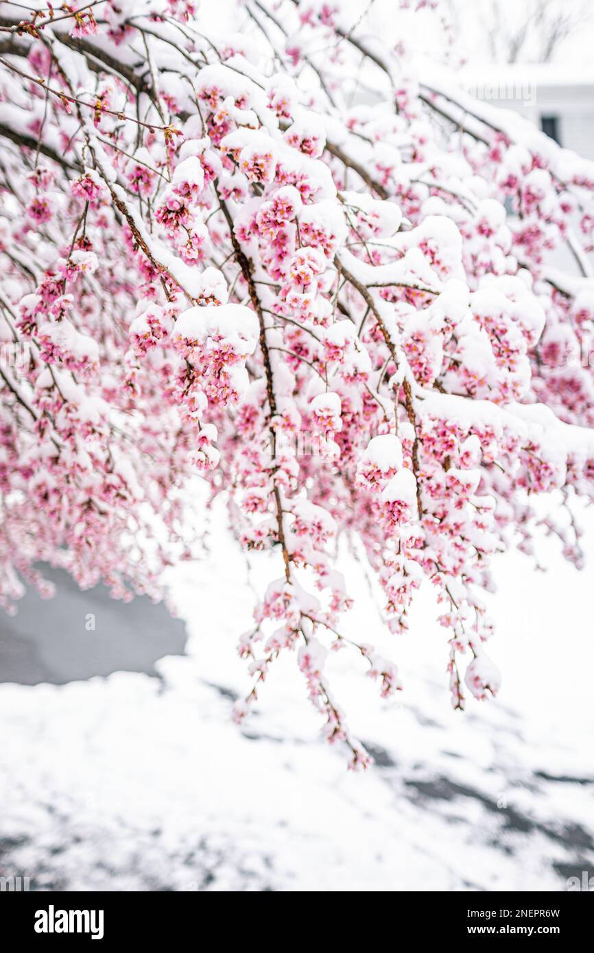 Snow covered weeping sakura tree with cherry blossoms frozen on branch with beautiful pink petal flowers vertical view Stock Photo