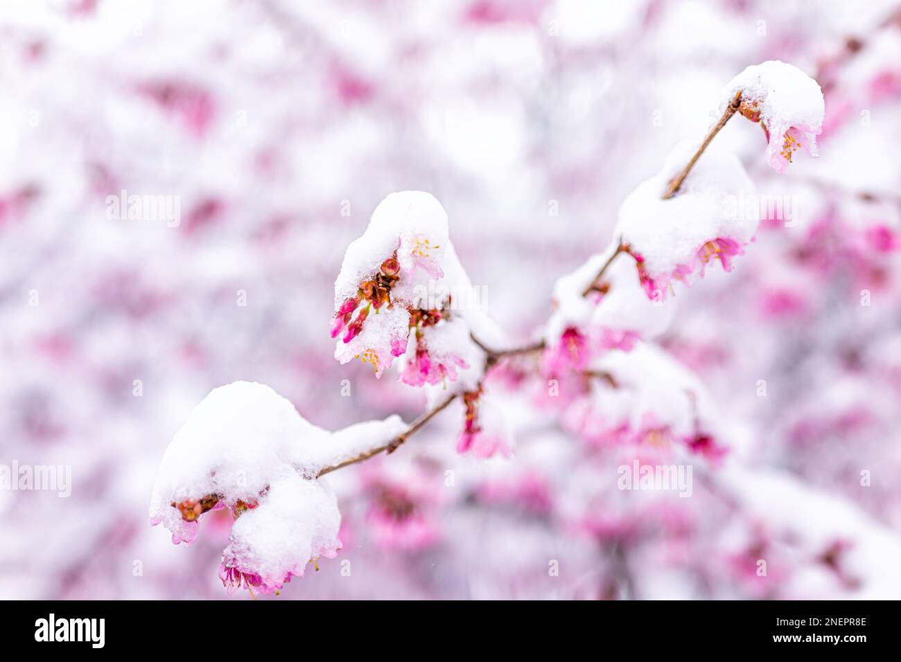 Pink sakura cherry blossom tree buds branch closeup in spring covered in white snow frost after snowfall with soft bokeh background Stock Photo