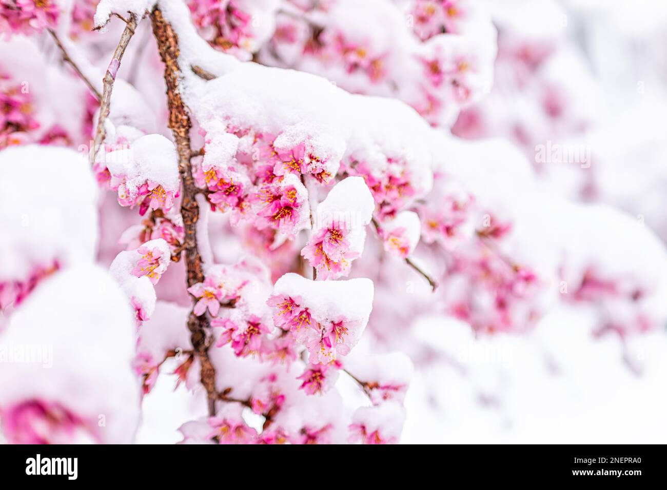 Pink sakura cherry blossom tree buds branch macro closeup in spring covered in white snow frost after snowfall with soft bokeh background Stock Photo