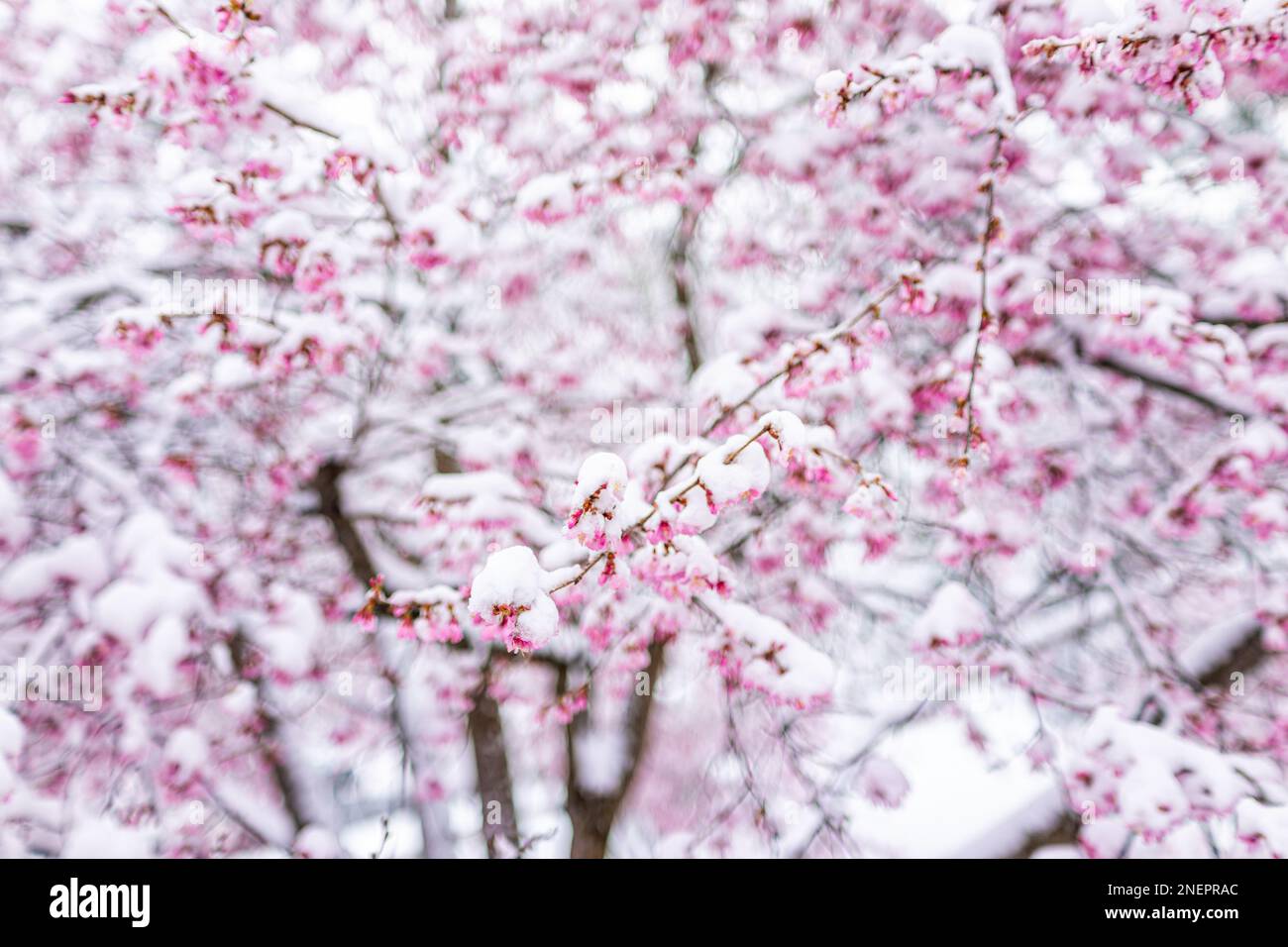 Pink sakura cherry blossom tree buds branch in spring covered in white snow frost after snowfall with pattern background Stock Photo
