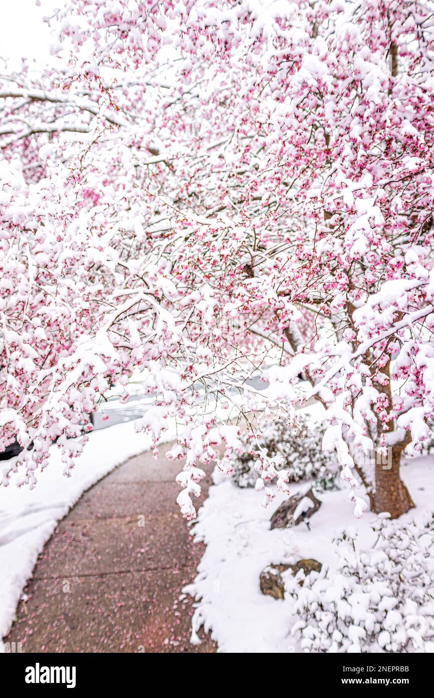 White snow on sakura tree with cherry blossoms frozen on branch with beautiful pink petal flowers as canopy over sidewalk in Virginia neighborhood ver Stock Photo