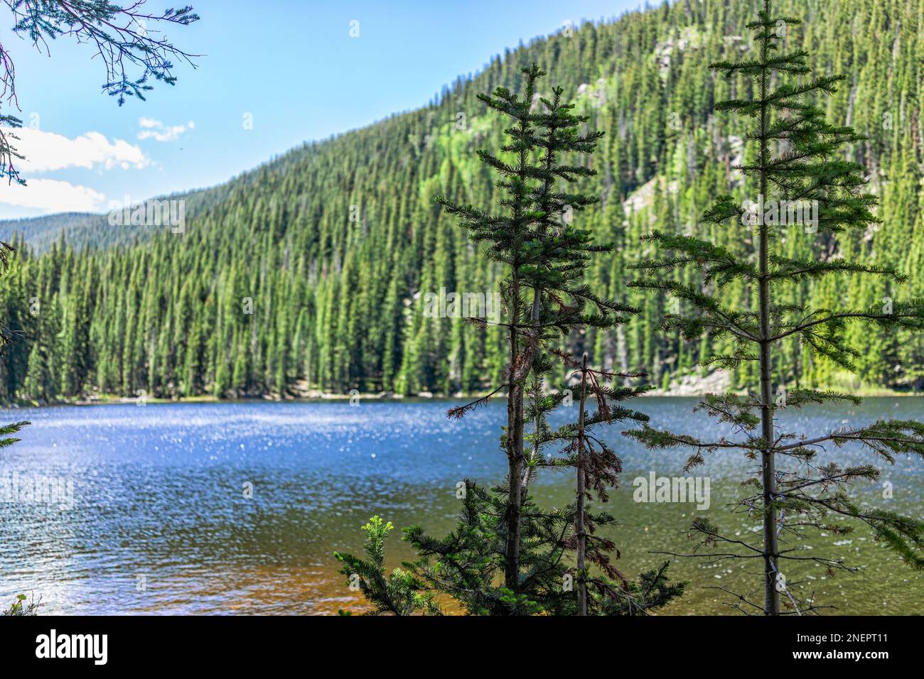 Beaver lake landscape spruce trees from hiking trail in Beaver Creek