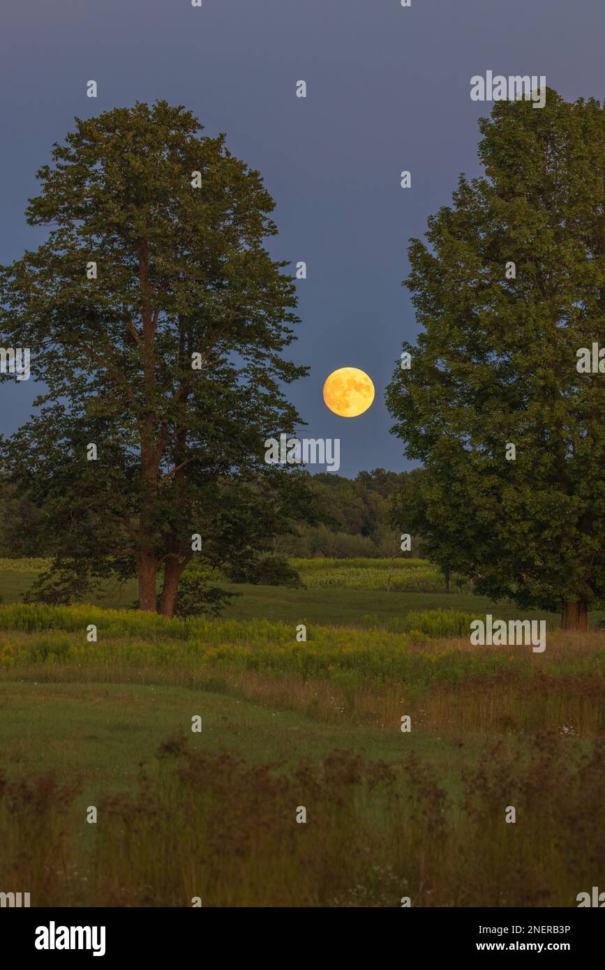 The full sturgeon moon rising over a meadow in northern Wisconsin. Stock Photo