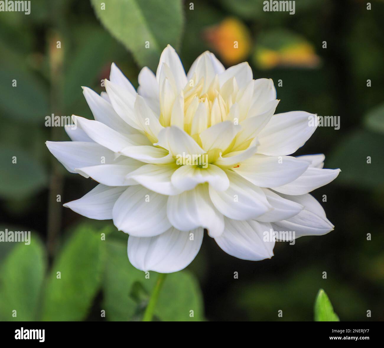 The white flower head of a Dahlia 'White Ballet' plant, England, UK Stock Photo