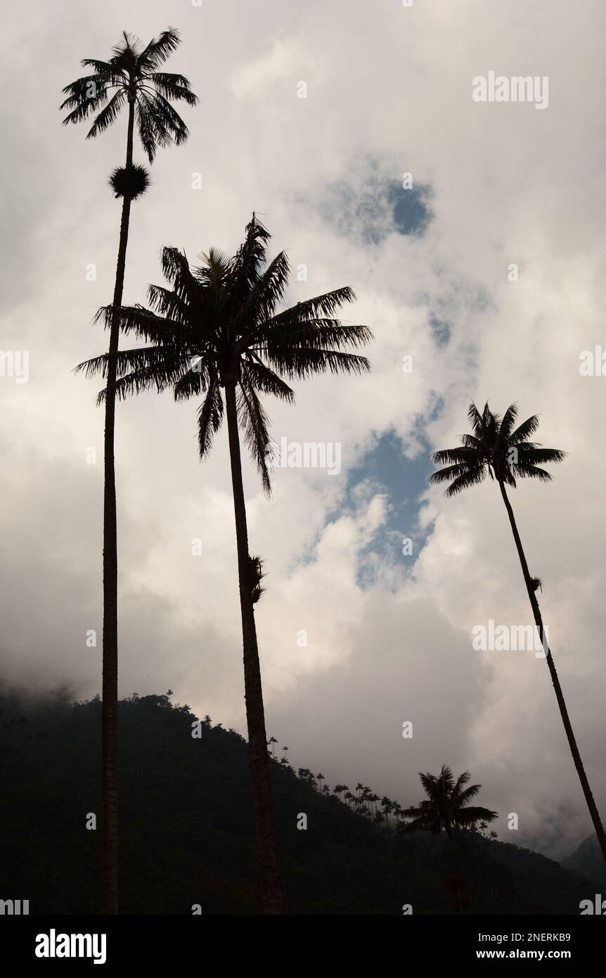 Cocora valley wax palms. Los Nevados Natural National Park. Quindio department. Colombia Stock Photo