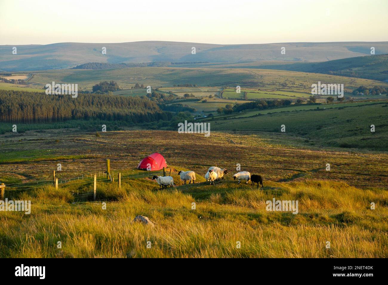 Wild camping Dartmoor National Park Stock Photo Alamy