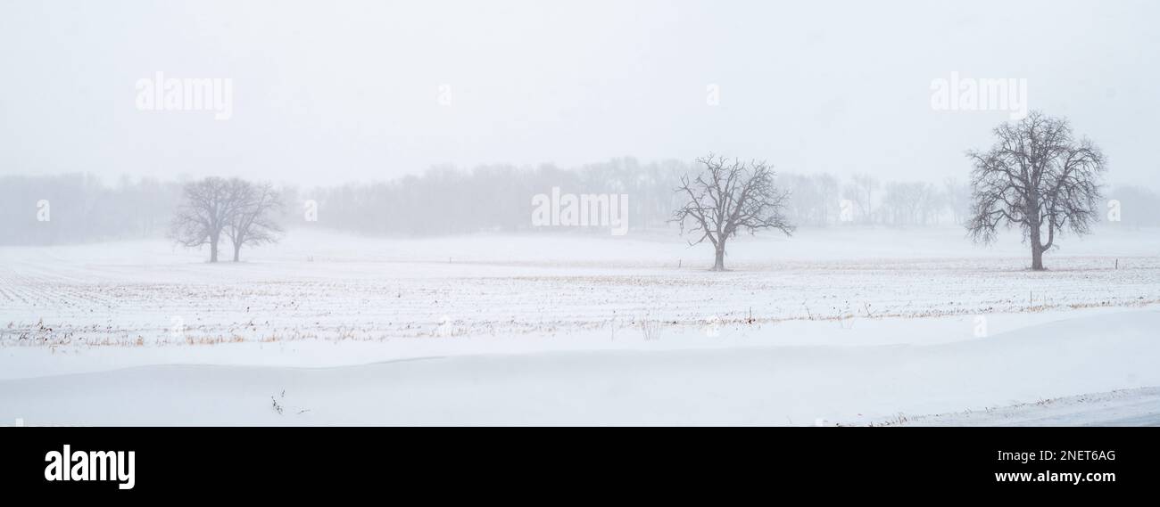 Photograph of trees and a farm field during a snowstorm. Madison