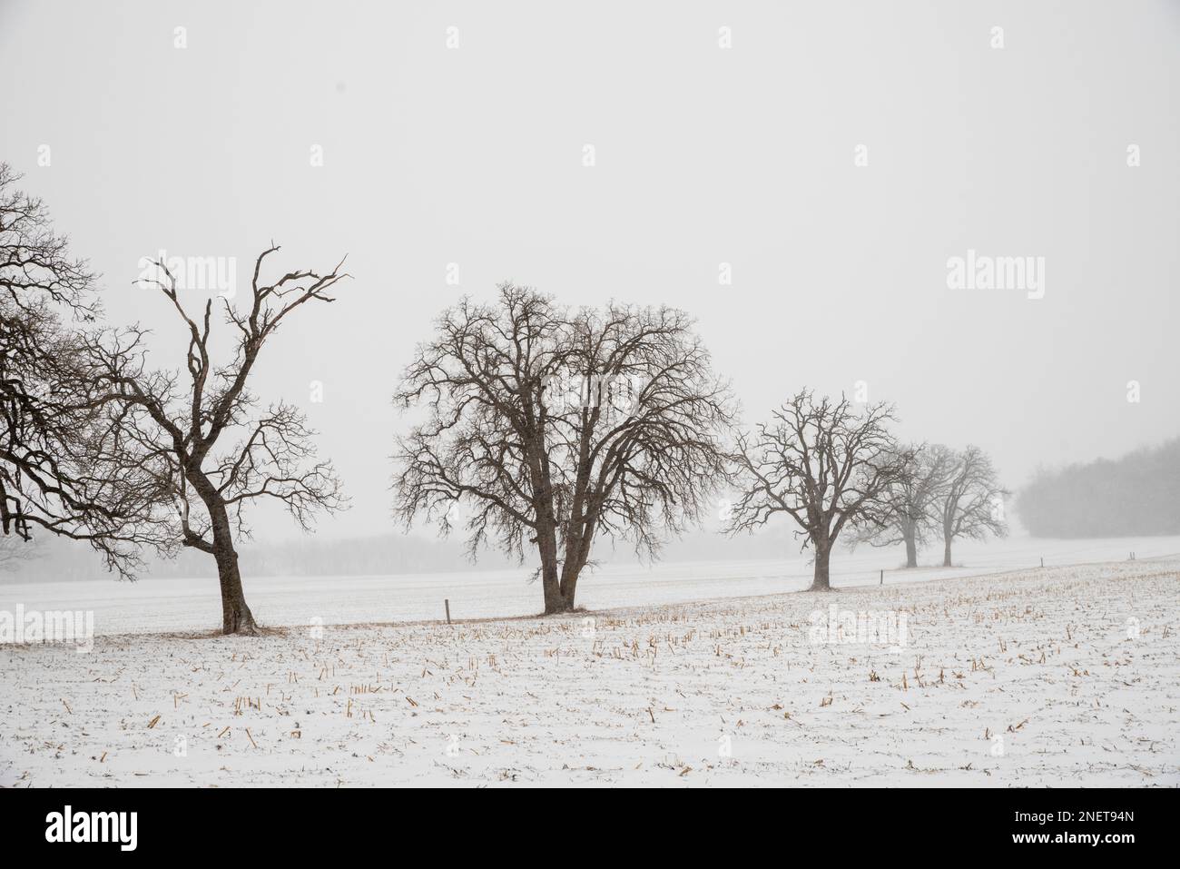 Photograph of trees and a farm field during a snowstorm. Madison