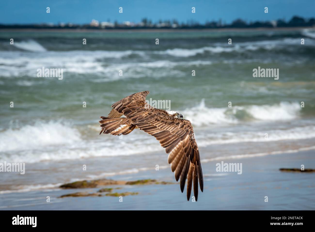 Eastern Osprey (Pandion Haliaetus Cristatus) on Alexandra Headland Beach, Sunshine Coast in Queensland, Australia Stock Photo