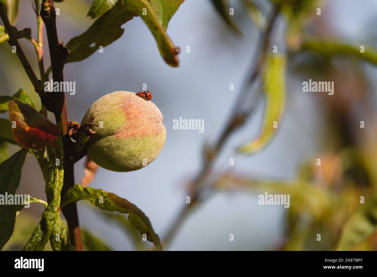 A close up of a peach with two cute ladybugs (Coccinellidae) on it Stock Photo