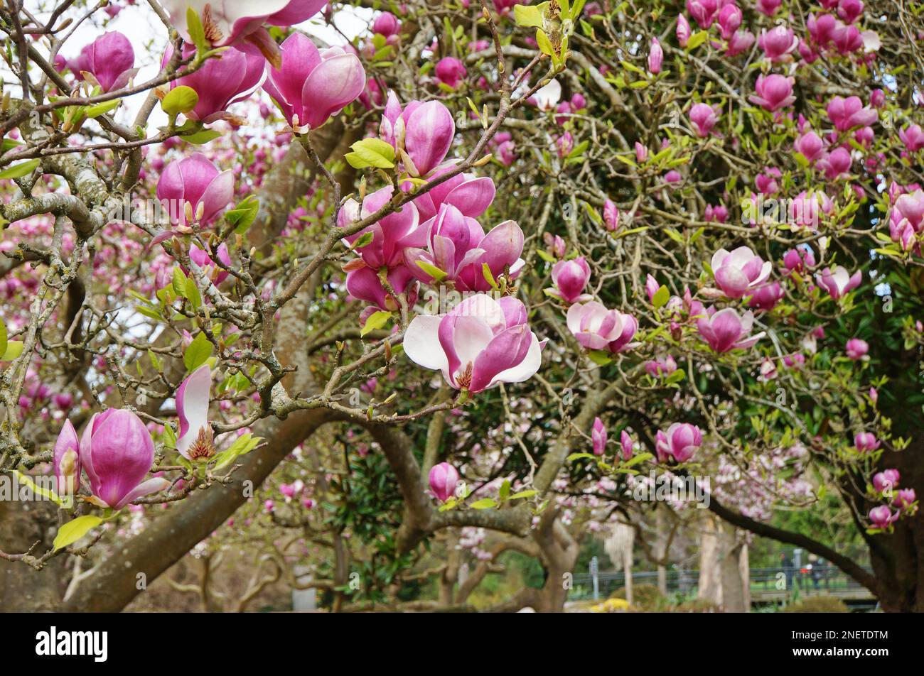 Flowering Pink Magnolia Trees Christchurch, New Zealand Stock Photo Alamy
