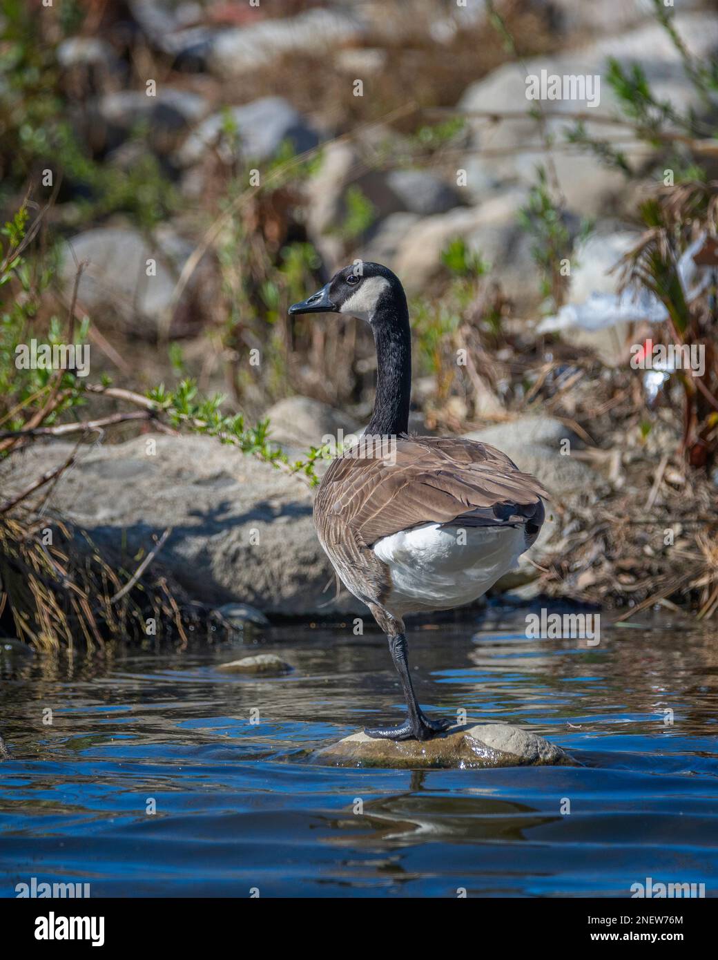 Canada goose los angeles fc hotsell