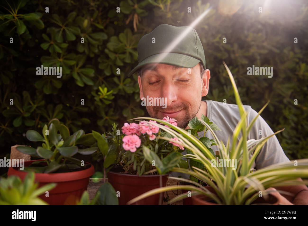 Man gardener in green cap smiles as smells indoor plants in front of living evergreen fence Phillyrea latifolia. Allergy to flowers. Natural holiday g Stock Photo