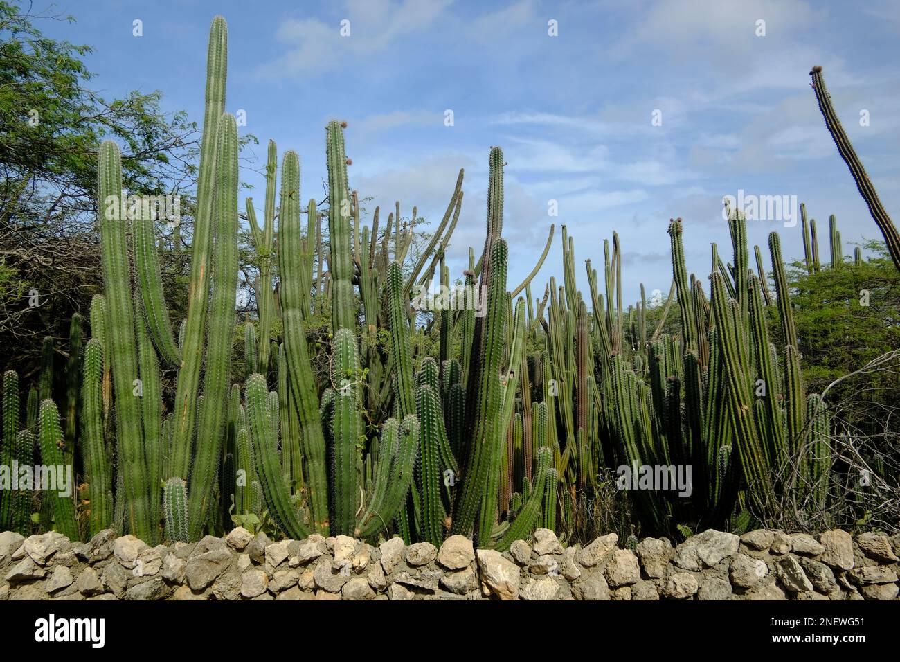 Giant Cactus on the semi-arid island of Aruba Stock Photo