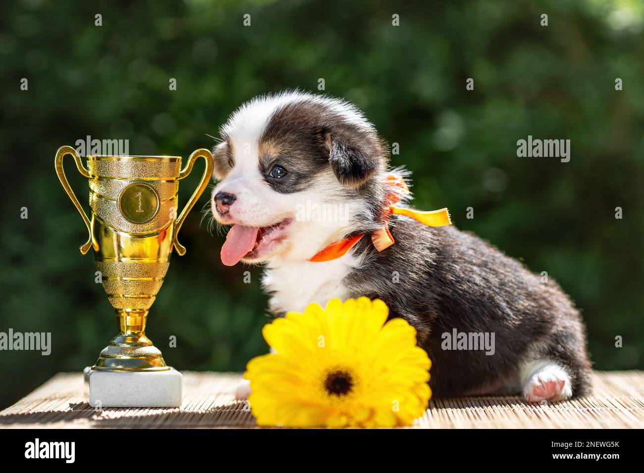 Happy little puppy of welsh corgi pembroke with its first award - golden cup. Smiling champion pup Stock Photo