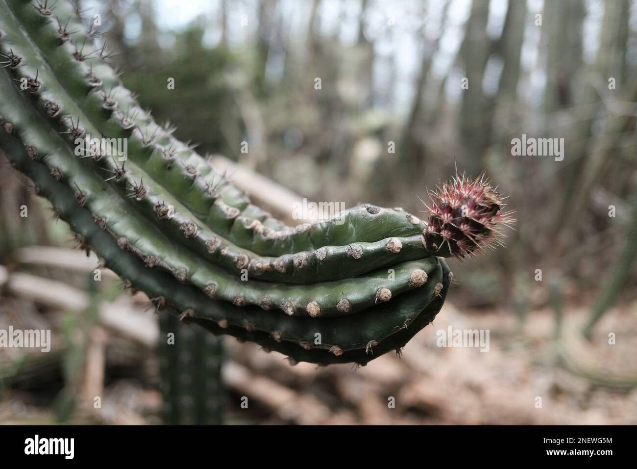 Giant Cactus on the semiarid island of Aruba Stock Photo Alamy