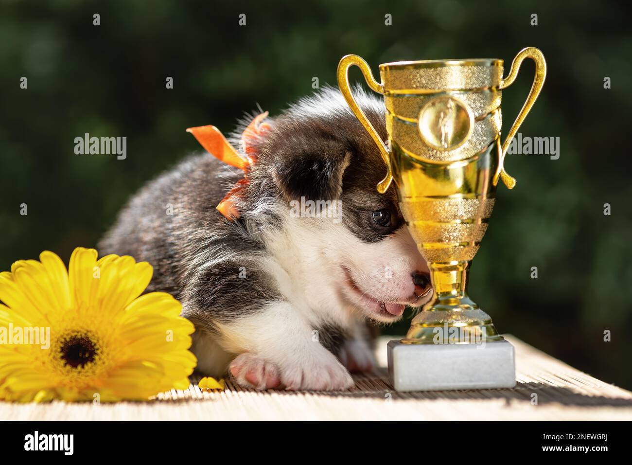 Cute little puppy of welsh corgi pembroke with its first award - golden cup. Shy champion pup Stock Photo