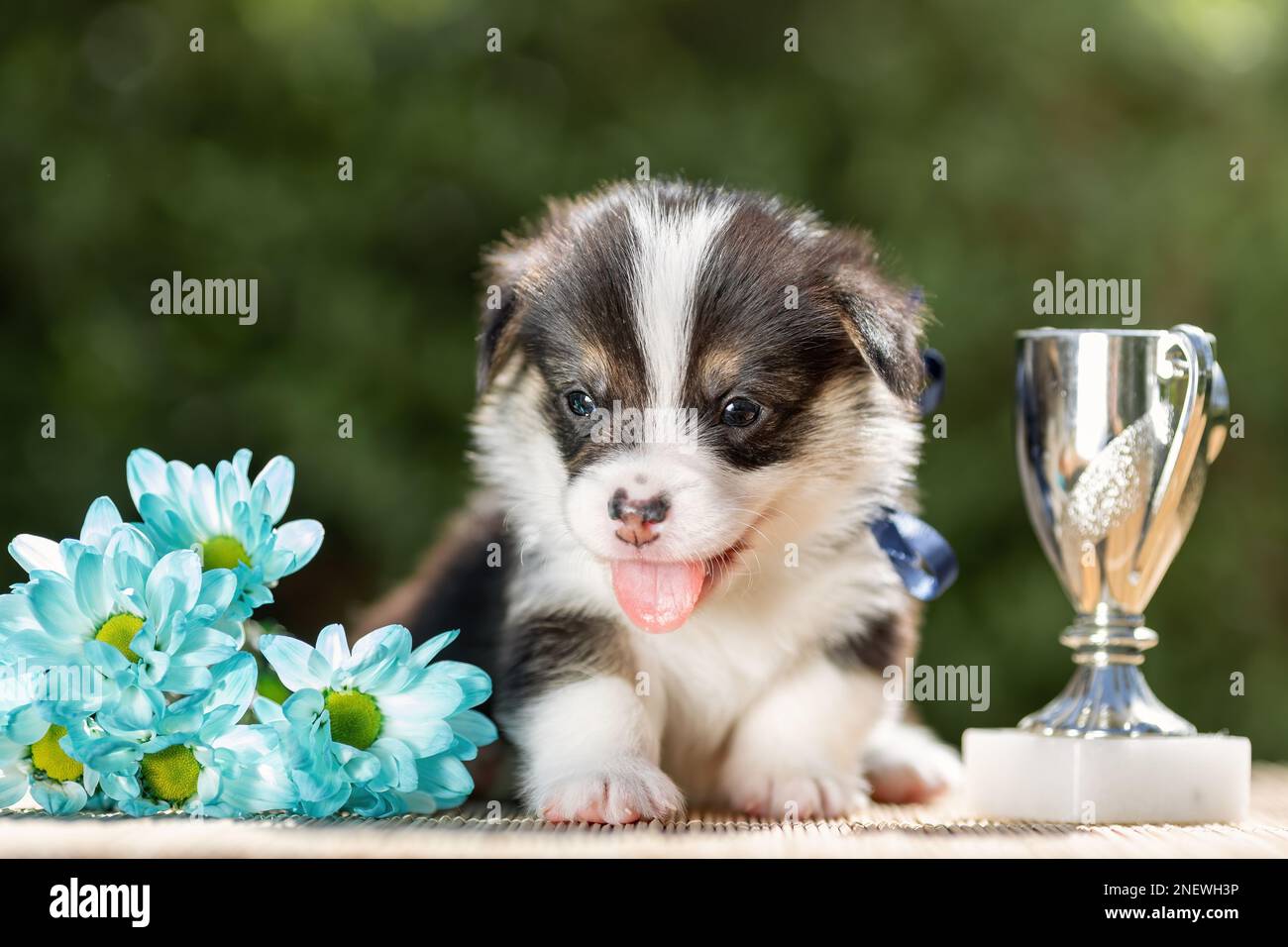 Smiling little puppy of welsh corgi pembroke with its first award - silver cup. Happy champion pup Stock Photo