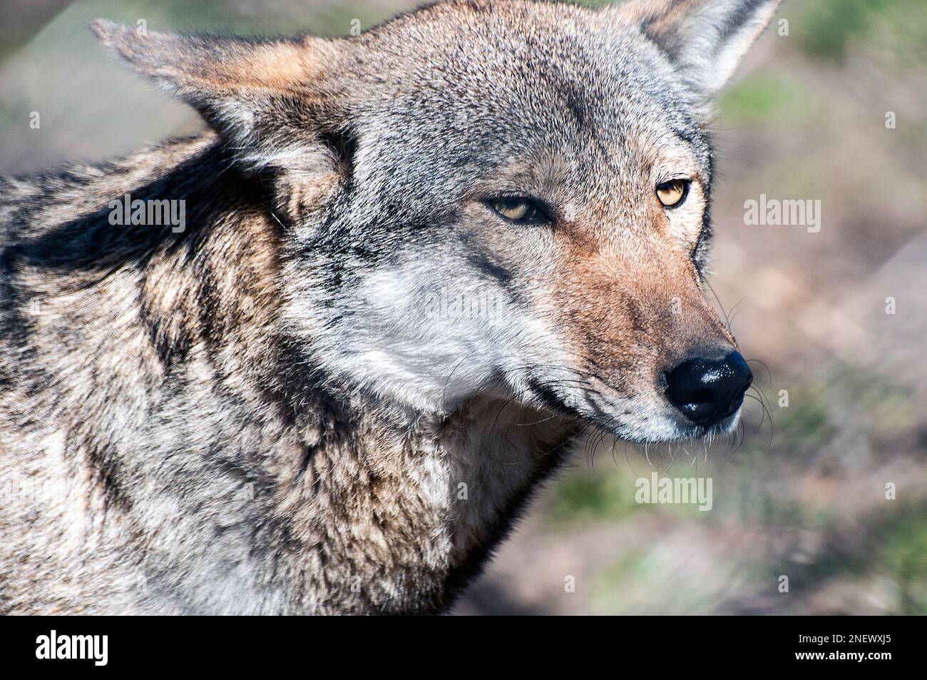 Red wolf close-up of head facing right Stock Photo