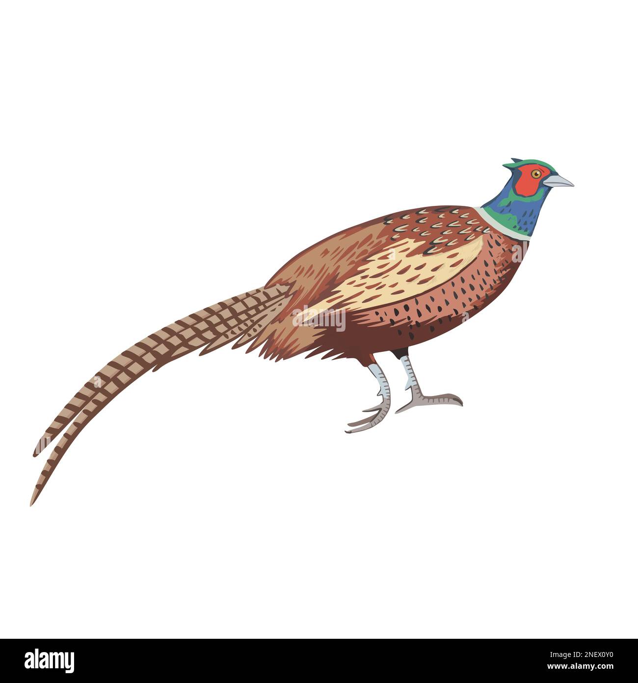 Male ring-necked pheasant. Detailed vector color illustration isolated on white background. Stock Vector