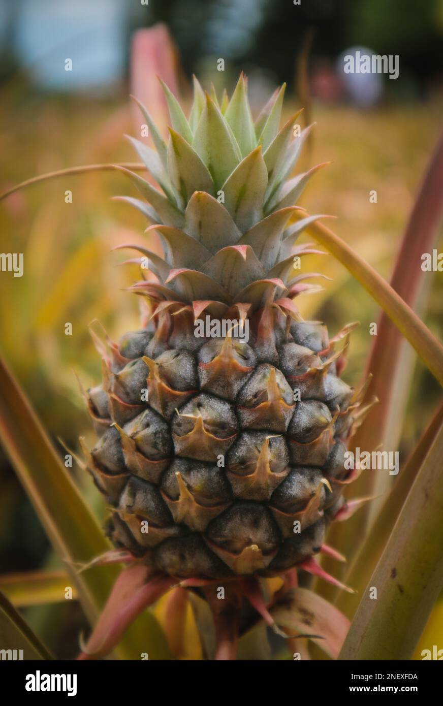 Pineapple, from Dole Pineapple farm in Hawaii Stock Photo Alamy
