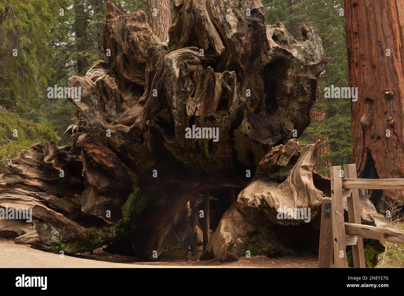 close view of the largest trunk in the world used as a tunnel where people walk through,Sequoia National Park, California Stock Photo