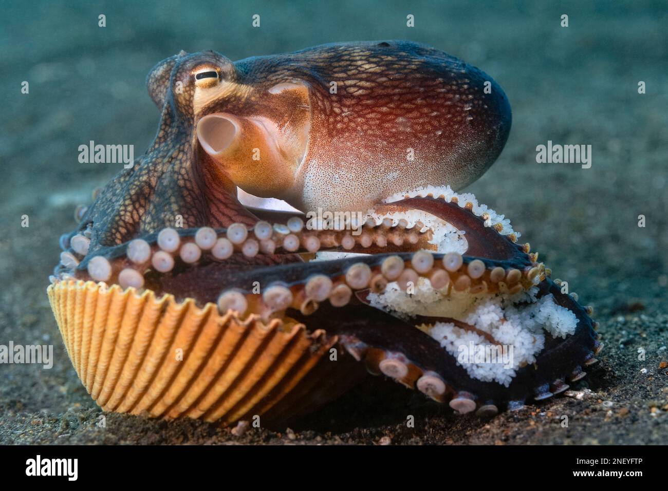veined octopus, Amphioctopus marginatus, aka coconut octopus, with eggs, Lembeh Strait, Bitung, North Sulawesi, Indonesia, Molucca Sea, Indo-Pacific O Stock Photo