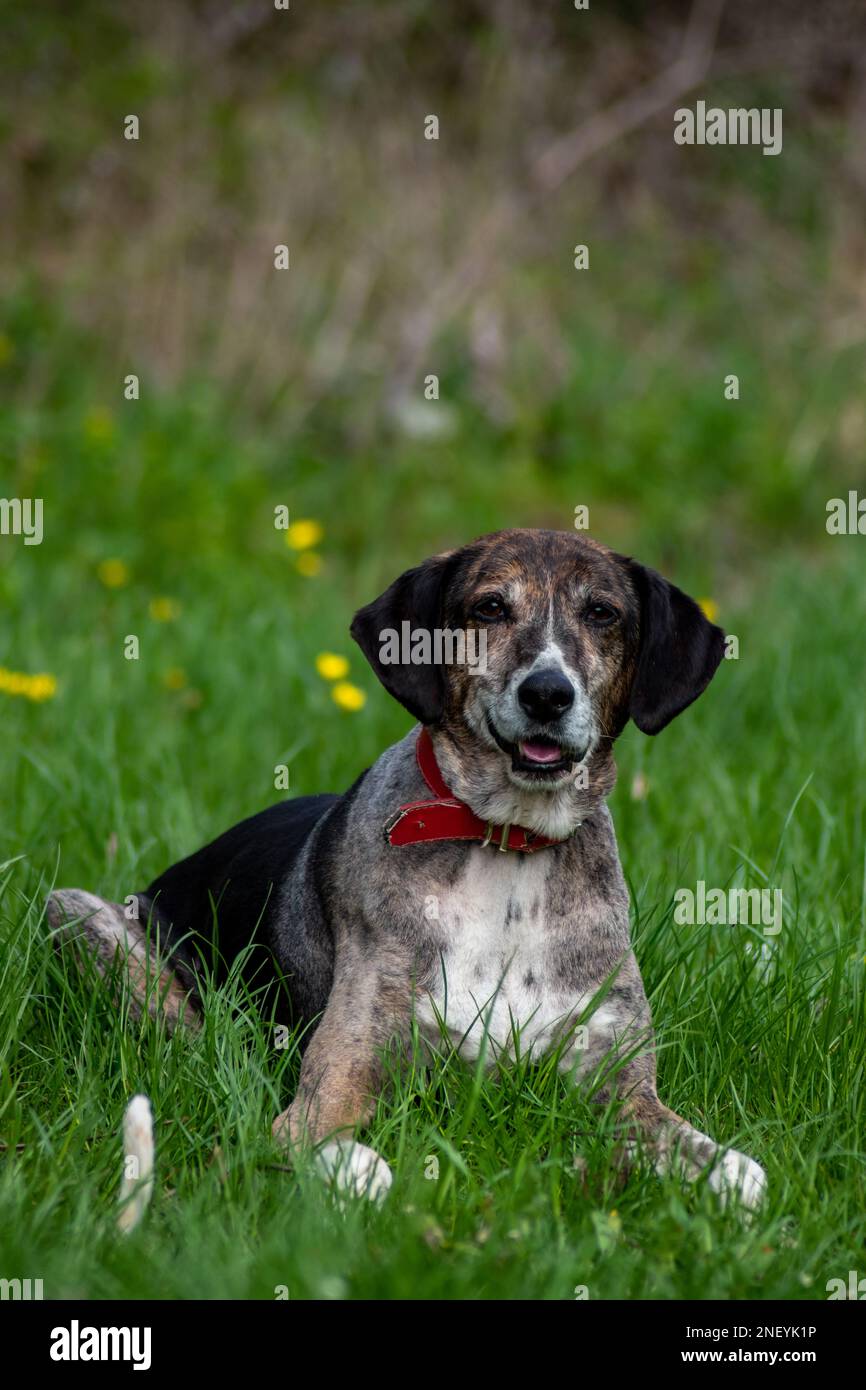 Adopted stray dog smiling to her owner full of joy on first picnic Stock Photo