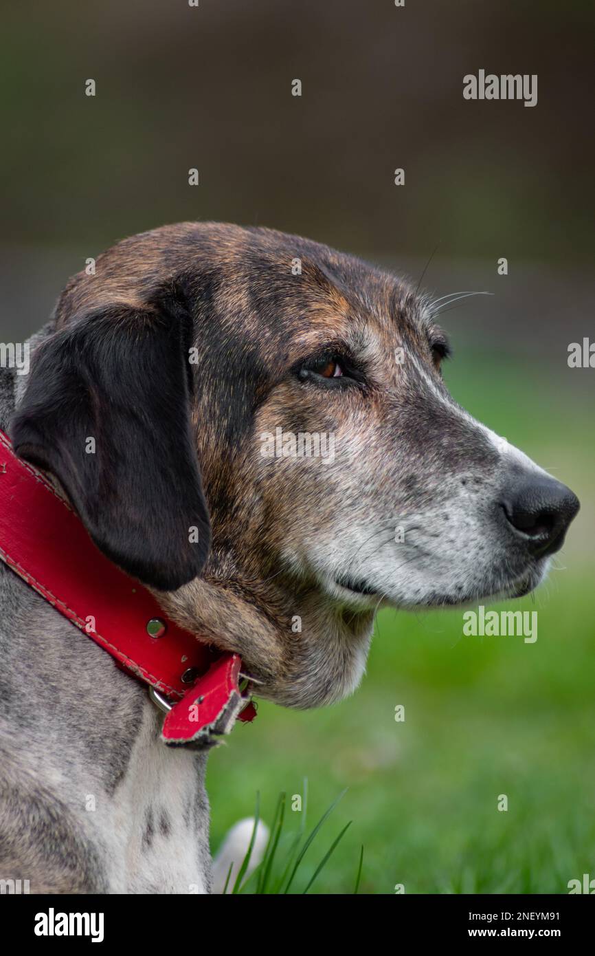 Thoughtful black dog with red collar staring in the nature Stock Photo Alamy