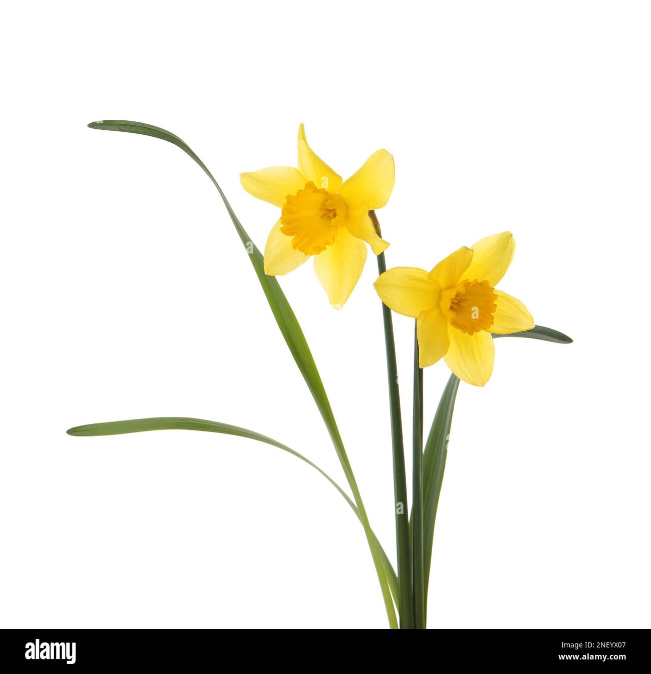 Beautiful blooming yellow daffodils on white background Stock Photo - Alamy