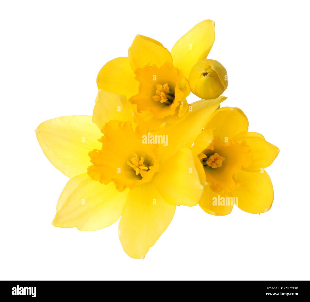 Beautiful blooming yellow daffodils on white background Stock Photo - Alamy