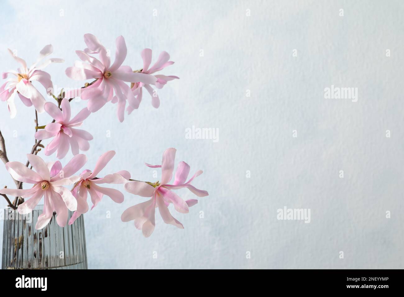 Magnolia tree branches with beautiful flowers in glass vase on light