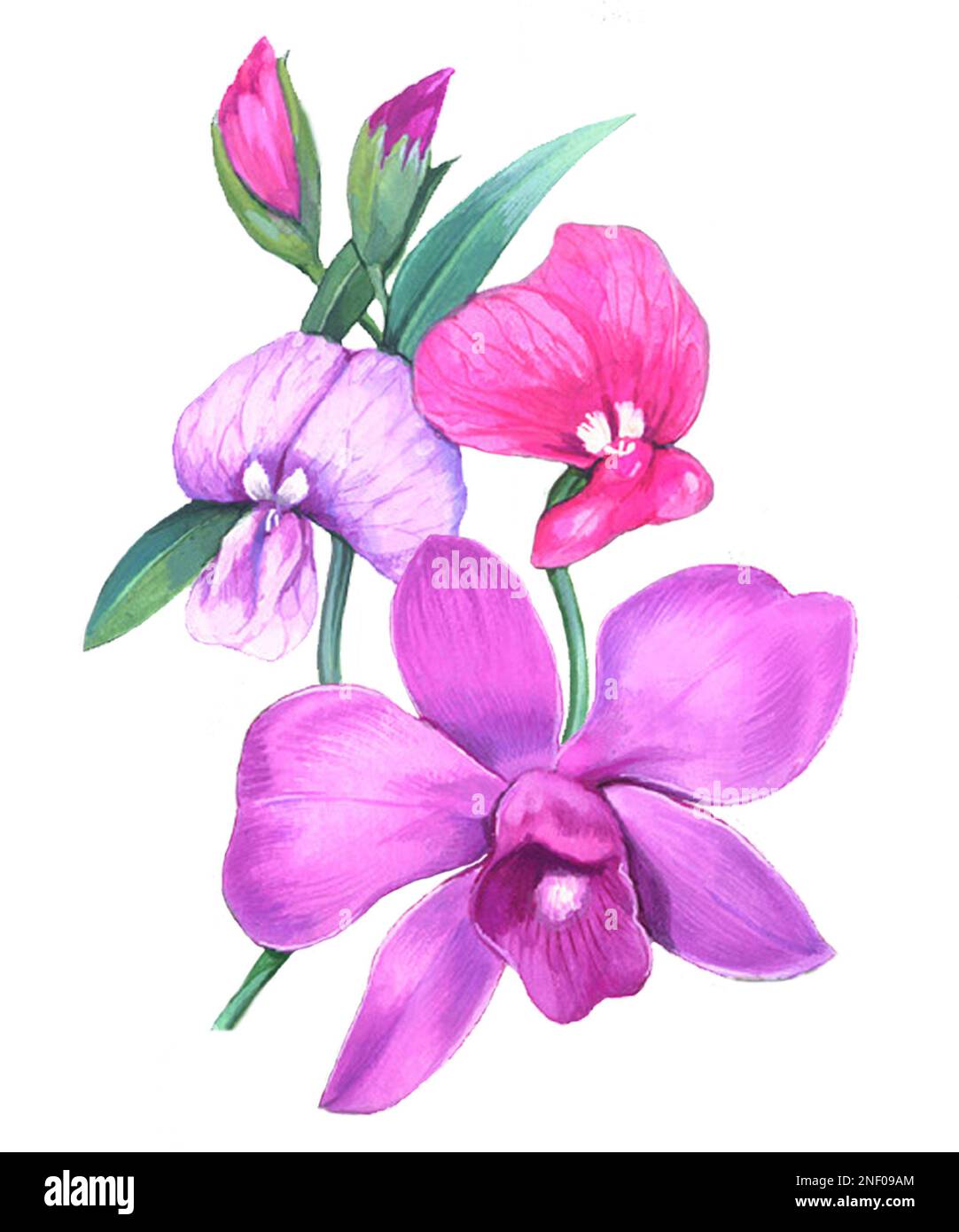 Australian orchids hires stock photography and images Alamy