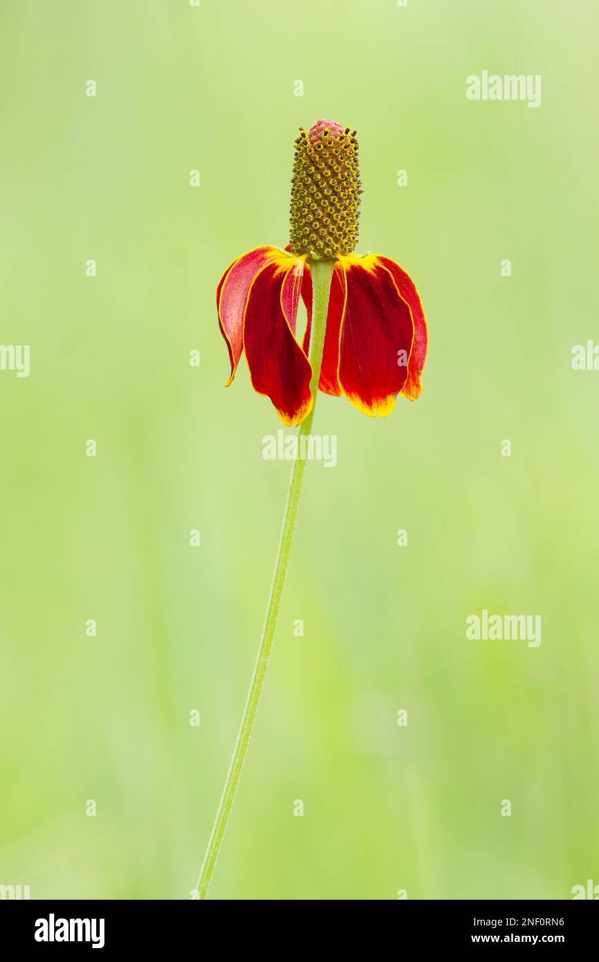 A vertical shot of a an Upright Prairie Coneflower on a blurred green background Stock Photo