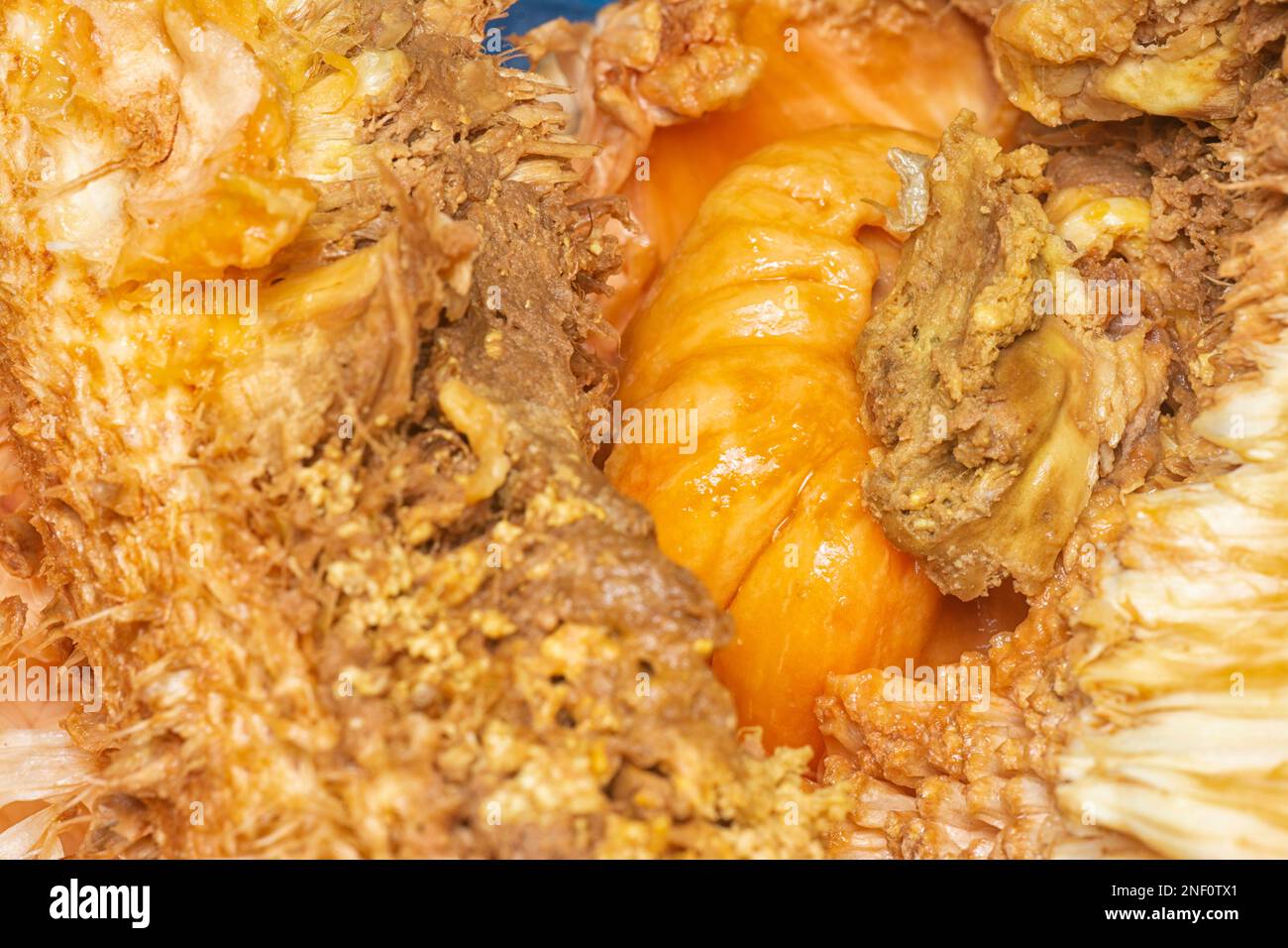 rotten flesh of the Artocarpus integer inner fruit Stock Photo - Alamy