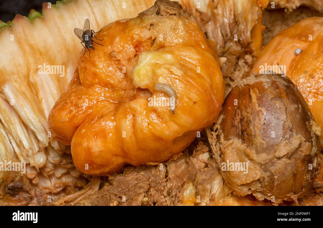 Rotten Flesh Of The Artocarpus Integer Inner Fruit Stock Photo - Alamy