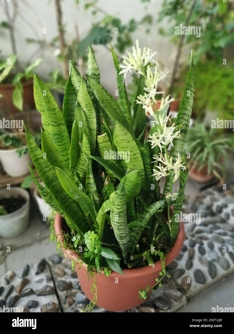 Sansevieria Snake Plant pot with sprouting White Flower Stock Photo - Alamy