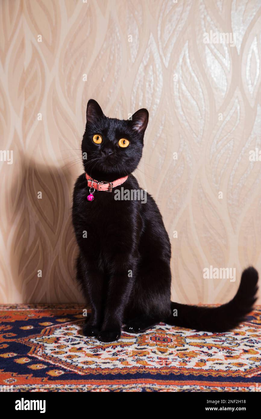 Noble black cat with pink collar sits on turkish rug Stock Photo