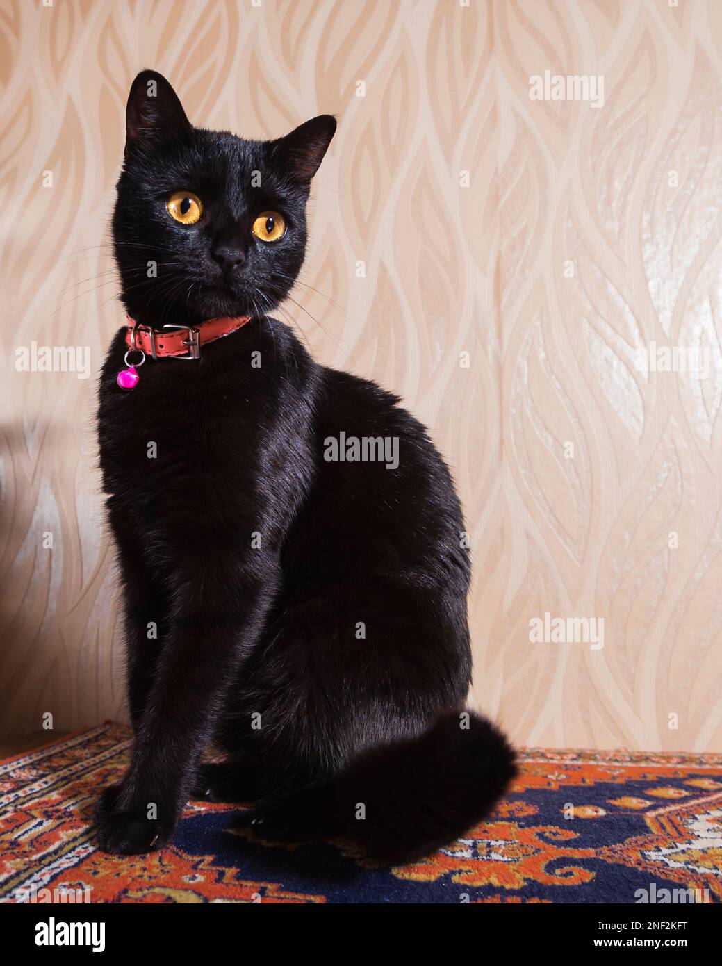 Noble black cat with pink collar sits on turkish rug Stock Photo