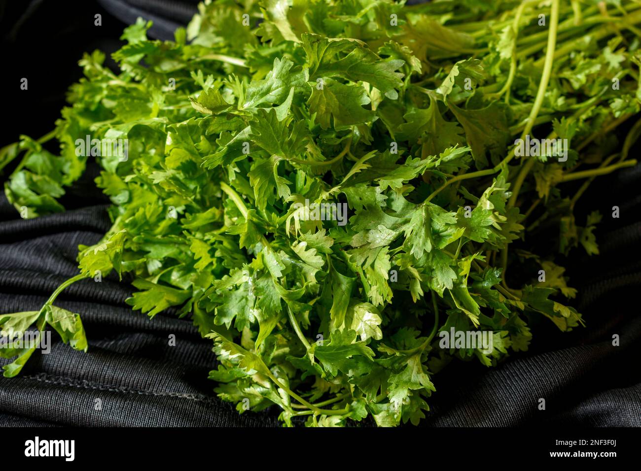 A sprig of fresh coriander leaves on a black background a healthy and